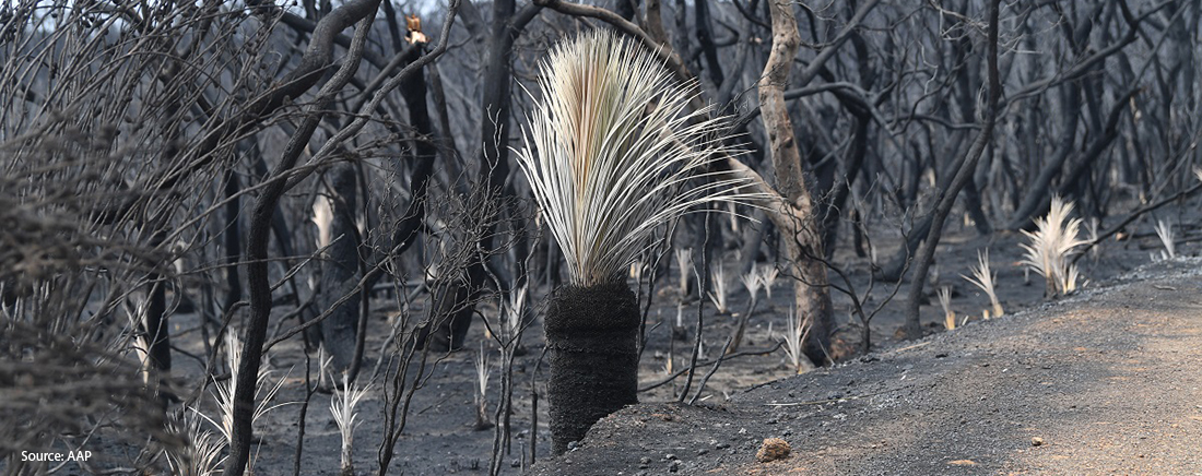 Bushfire Image Credit: AAP