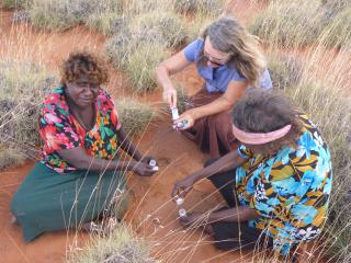 Yukultji, Rachel and Payu collecting bilby scats. Photo: © Kate Crossing