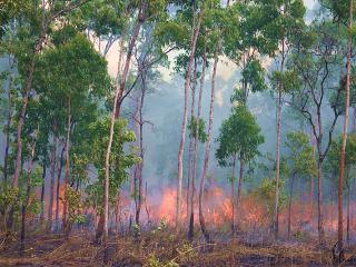 Rangers' annual bush burn. Photo: © Northern Peninsula Area Regional Council