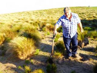 Collecting tussocks for replanting in eroded areas. Photo: © Tasmanian Aboriginal Corporation