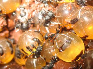 Honey ants. Photo: © Ngaanyajtarra Council Aboriginal Corporation