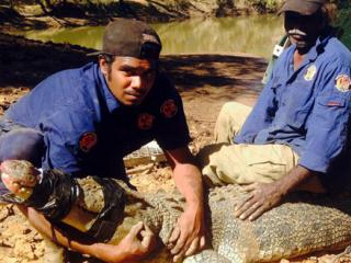 Nyikina Mangala Rangers capture a crocodile. Photo: © Kimberley Land Council 