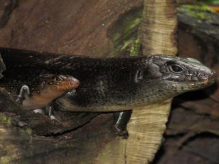 Lizard. Photo: © Minyumai Land Holding Aboriginal Corporation