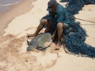 A ranger releases a turtle from a net. Photo: © Tiwi Land Council