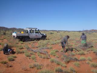 Rangers and Traditional Owners monitoring Tjakura burrow. Photo: © APY