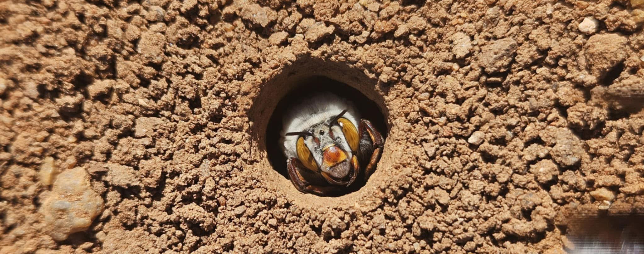 A close-up of a burrowing bee in its burrow
