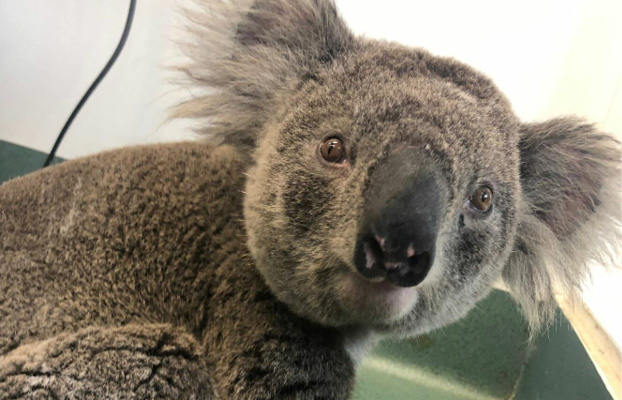 Rescued koala in a tree