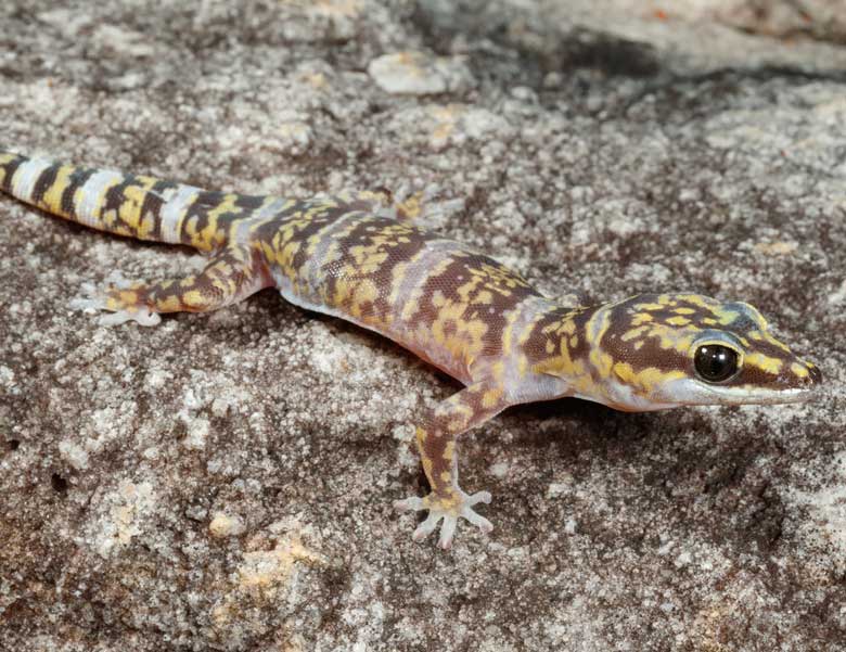 A Groote Eylandt marbled velvet gecko on a rock