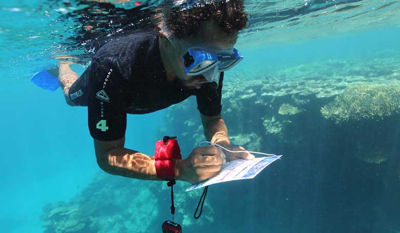 A Yirranganydji Ranger snorkelling with equipment to monitor coral