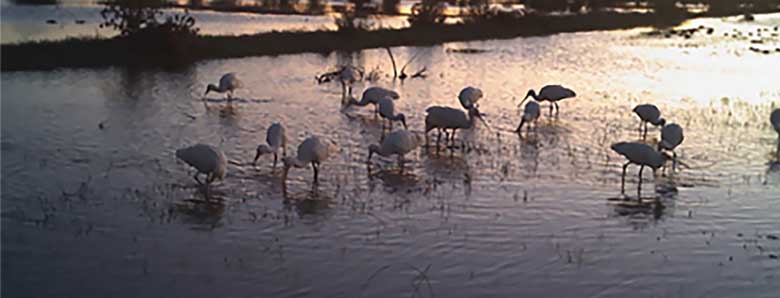 Spoonbills wading in a rookery bank