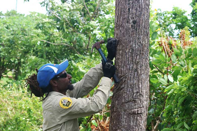 An Indigenous ranger nailing a block to a tree to stop the breeding cycle of fruit flies