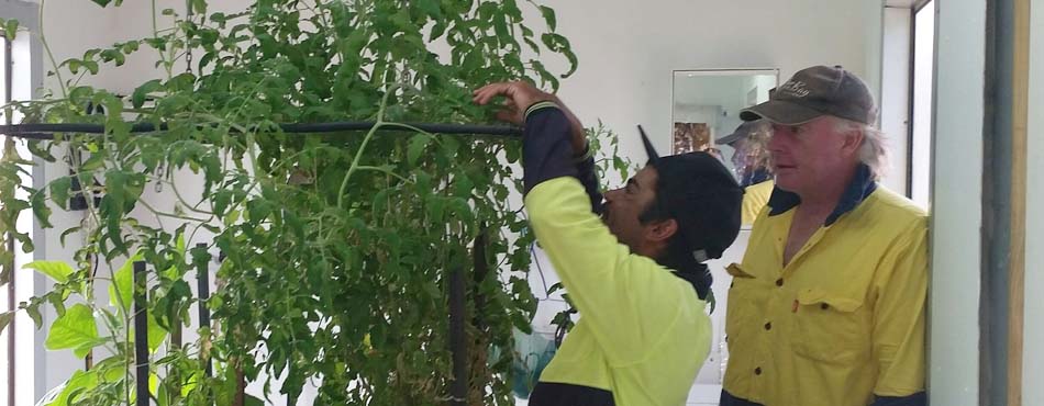 Community Development Programme participants feature in this photograph, working on an aquaponics project growing fresh food in arid regions of South Australia.