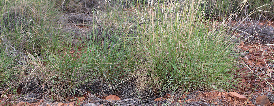 The unique properties of spinifex have the potential to create new industries for Indigenous Australians.