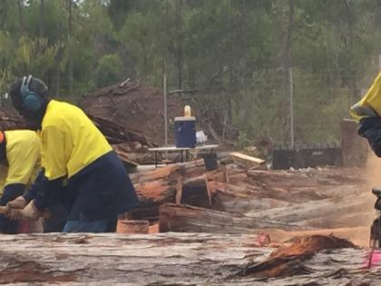 Timber workers in safety clothing cutting timber