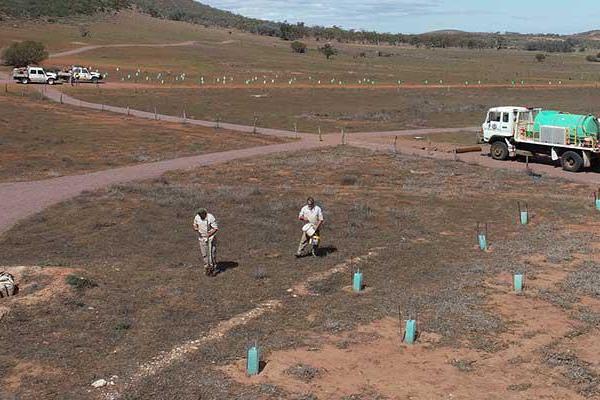 Indigenous Rangers planting trees