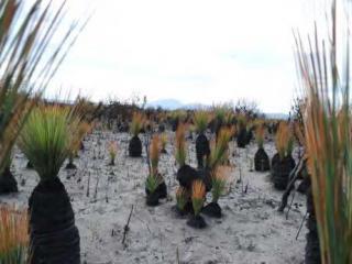 Regrowth on the island following a fire. Photo: © Tasmanian Aboriginal Corporation